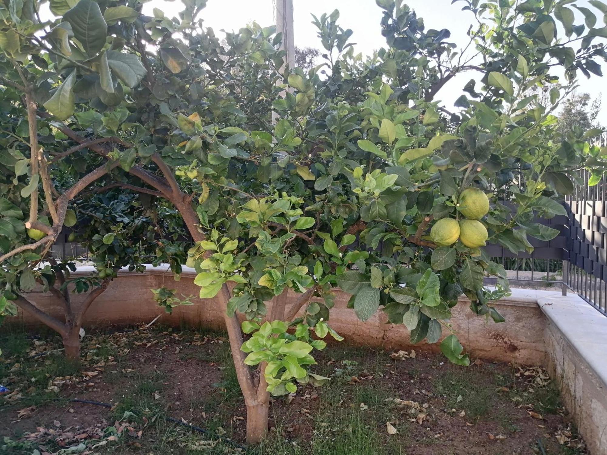 Residence Mare Azzurro Balestrate Εξωτερικό φωτογραφία